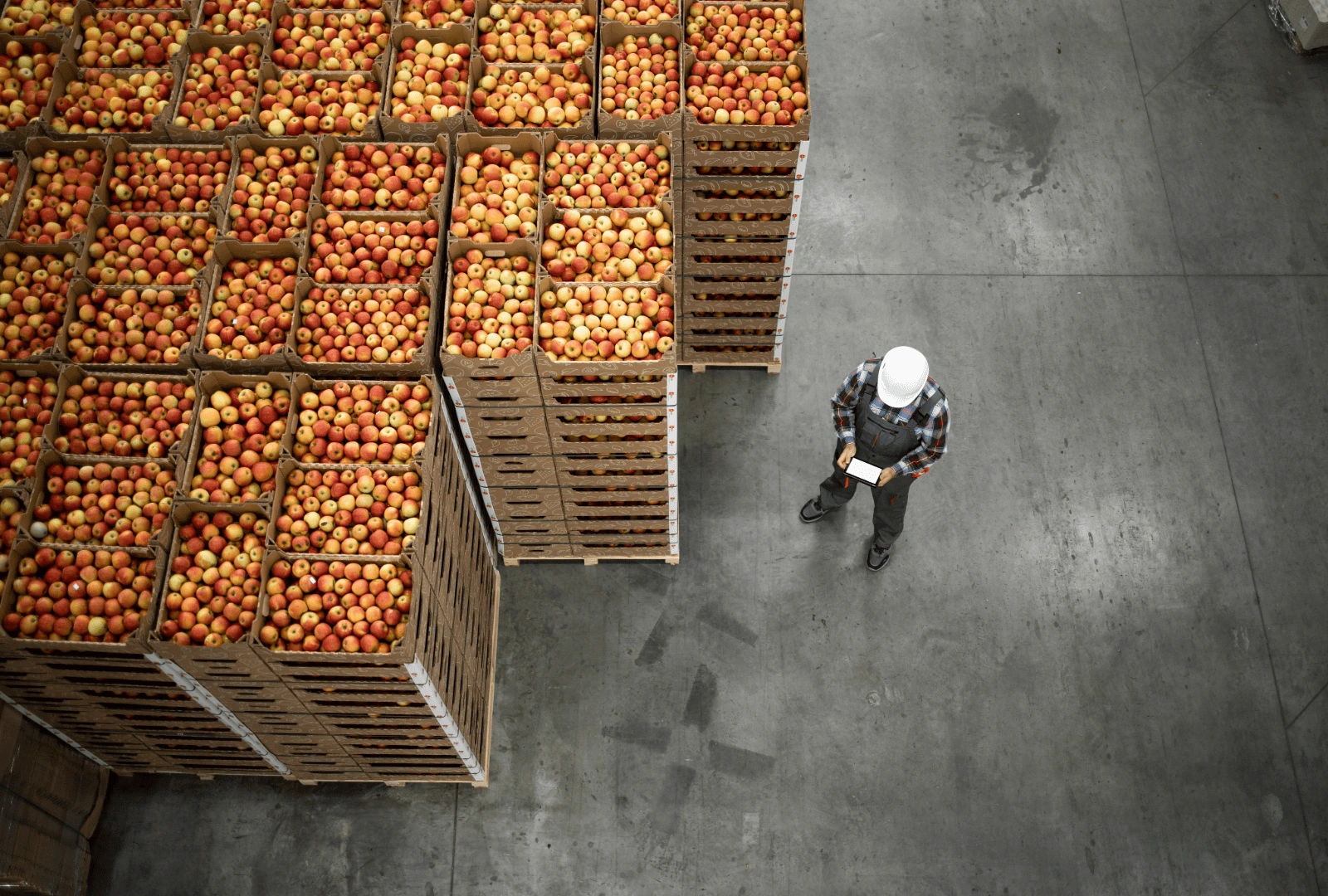 persona che controlla bancali di frutta